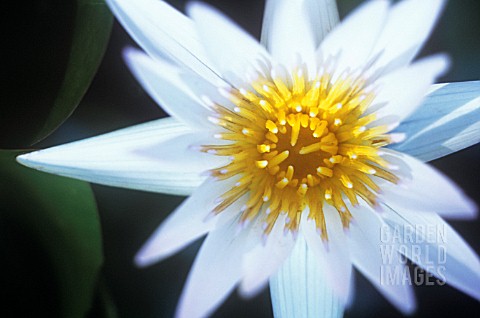 NYMPHAEA_WATER_LILY