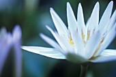 NYMPHAEA, WATER LILY