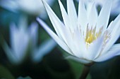 NYMPHAEA, WATER LILY