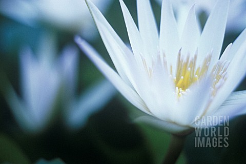 NYMPHAEA_WATER_LILY