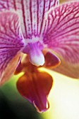 PHALAENOPSIS, ORCHID - MOTH ORCHID