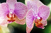 PHALAENOPSIS, ORCHID - MOTH ORCHID