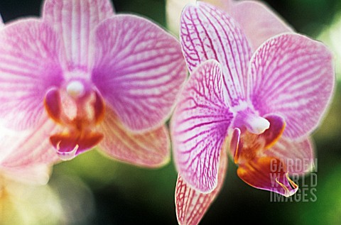 PHALAENOPSIS_ORCHID__MOTH_ORCHID