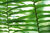 POLYPODIUM VULGARE, FERN