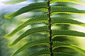 POLYPODIUM VULGARE, FERN