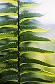 POLYPODIUM VULGARE, FERN