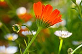 Marigold, Calendula officinalis, Orange coloured flower growing outdoor.