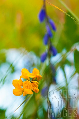 Glaucous_scorpionvetch_Cornilla_Valentina_subsp_Glauca_Delicate_yellow_flower_growing_outdoor