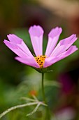 Cosmos, Mauve coloured flower growing outdoor showing stamen.