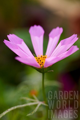Cosmos_Mauve_coloured_flower_growing_outdoor_showing_stamen