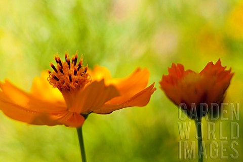 Cosmos_Yellow_coloured_flowers_growing_outdoor_showing_stamen