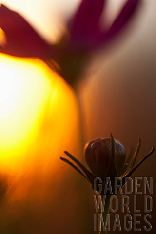 Cosmos_Flower_growing_outdoor_silhouetted_at_sunset