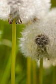 Dandelion clock, Taraxacum officinale, Close up of seedhead outdoor showing cypsela.