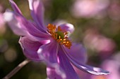 Anemone, Japanese Anemone, Anemone hupehensis var japonica, Side view of mauve coloured flower growing outdoor showing stamen.