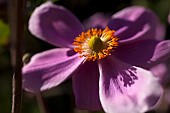 Anemone, Japanese Anemone, Anemone hupehensis var japonica, Side view of mauve coloured flower growing outdoor showing stamen.