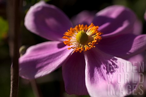 Anemone_Japanese_Anemone_Anemone_hupehensis_var_japonica_Side_view_of_mauve_coloured_flower_growing_