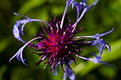 Bergamot Adam, Monarda Adam, Purple coloured flower growing outdoor.