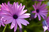 Osteospermum, Mauve coloured flowers growing outdoor.