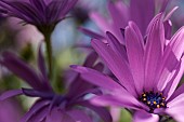 Osteospermum, Mauve coloured flowers growing outdoor.