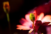 Osteospermum, Side view of red coloured flower growing outdoor.