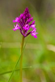 Orchid, Pyramidal Orchid, Anacamptis pyramidalis, Purple coloured flower growing outdoor.