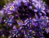 Portuguese squill, Scilla Peruviana, Purple coloured flowers growing outdoor.