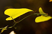 Wild Vine, Backlit green heart shaped leave in heavy shadow outdoor.