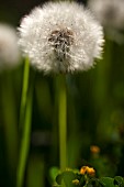 Dandelion clock, Taraxacum officinnale, Side view of single stem growing outdoor.