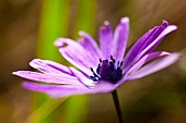 Anemone, Anemone heldreichi, Hortensis, Side view of mauve coloured flower growing outdoor showing stamen.