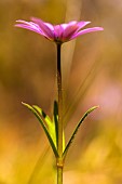 Anemone, Anemone heldreichi, Hortensis, Side view of mauve coloured flower growing outdoor.