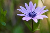 Anemone, Anemone heldreichi, Hortensis, Side view of mauve coloured flower growing outdoor showing stamen.