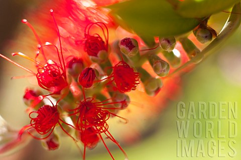 Bottlebrush_Callistemon_Close_up_detail_of_red_flower_growing_outdoor