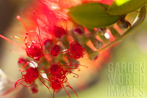 Bottlebrush_Callistemon_Close_up_detail_of_red_flower_growing_outdoor