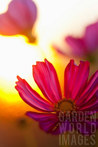 Cosmos_Pink_flower_growing_outdoor_backlit_by_setting_sun