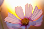 Cosmos, Pink flower growing outdoor backlit by setting sun.