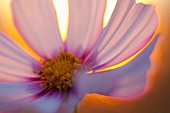 Cosmos, Pink flower growing outdoor backlit by setting sun.