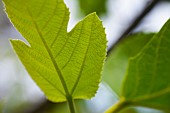 Fig, Ficus carica, Leaf outdoor on the tree, detail showing patten.