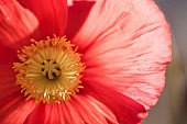 Poppy, Icelandic Poppy, Papaver croceum, Papaver nudicale, Close up of red colour flower growing outdoor showing stamen.