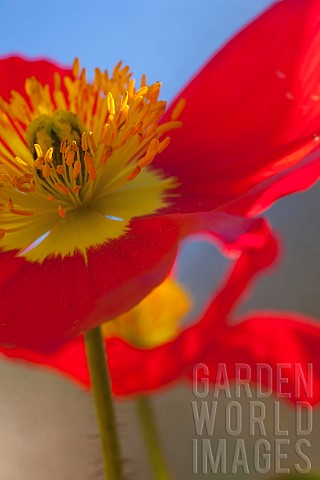 Poppy_Icelandic_Poppy_Papaver_croceum_Papaver_nudicale_Close_up_of_red_colour_flower_growing_outdoor