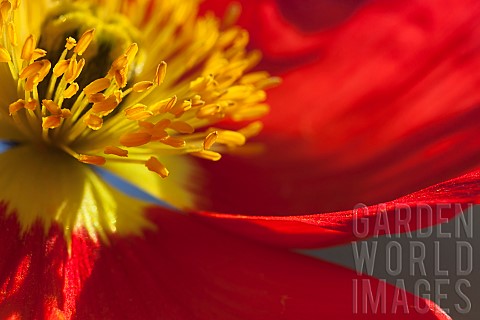 Poppy_Icelandic_Poppy_Papaver_croceum_Papaver_nudicale_Close_up_of_red_colour_flower_growing_outdoor