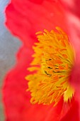 Poppy, Icelandic Poppy, Papaver croceum, Papaver nudicale, Close up of red colour flower growing outdoor showing stamen.