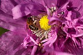 Poppy, Papver, Close up of mauve coloured flower growing outdoor with bees.