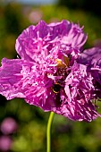 Poppy, Papver, Close up of mauve coloured flower growing outdoor with bees.