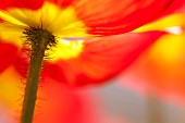 Poppy, Papaver, Close up of red coloured flower growing outdoor.