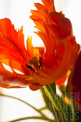 Tulip_Tulipa_Studio_shot_of_orange_coloured_flower