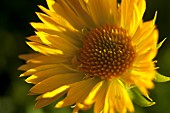 Gaillardia, Close up of yellow coloured flower growing outdoor.