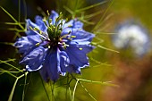 Nigella, Nigella damascena, Close up of blue coloured flower growing outdoor.