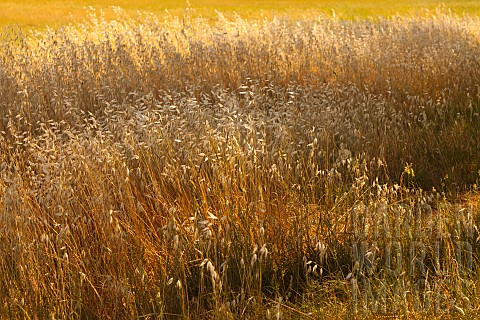 Hay_Meadow_field_of_golden_grasses