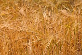 Wheat, Triticum, Field of golden ripe crop.