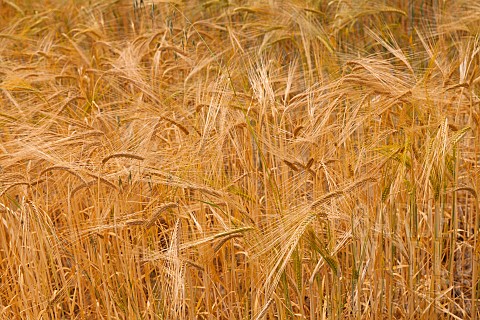 Wheat_Triticum_Field_of_golden_ripe_crop